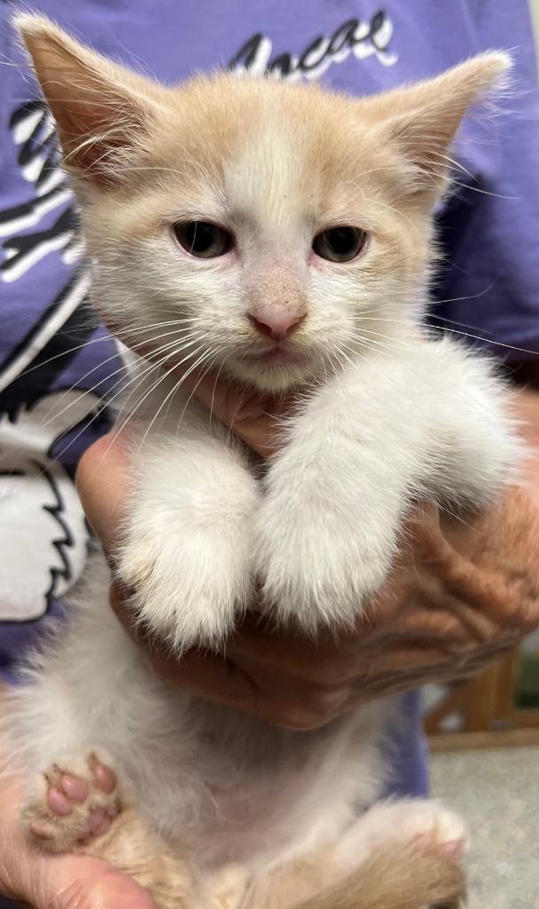 Enlarge Turvey, a Adoptable mixed breed in Saint Clairsville, OH image 1/1