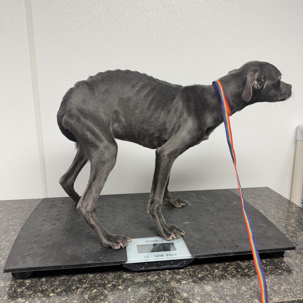 Enlarge Milo, a Adoptable mixed breed in Shelbyville, IL image 1/6