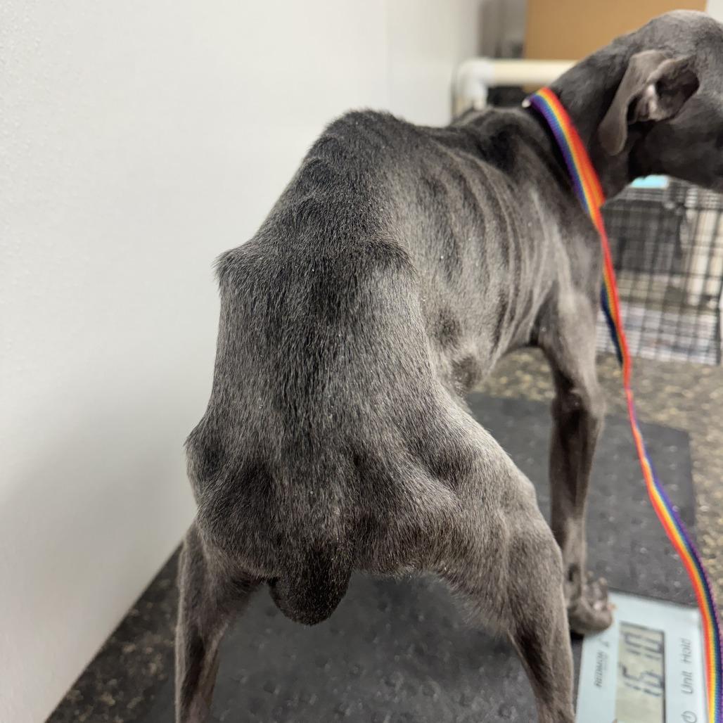 Enlarge Milo, a Adoptable mixed breed in Shelbyville, IL image 2/6