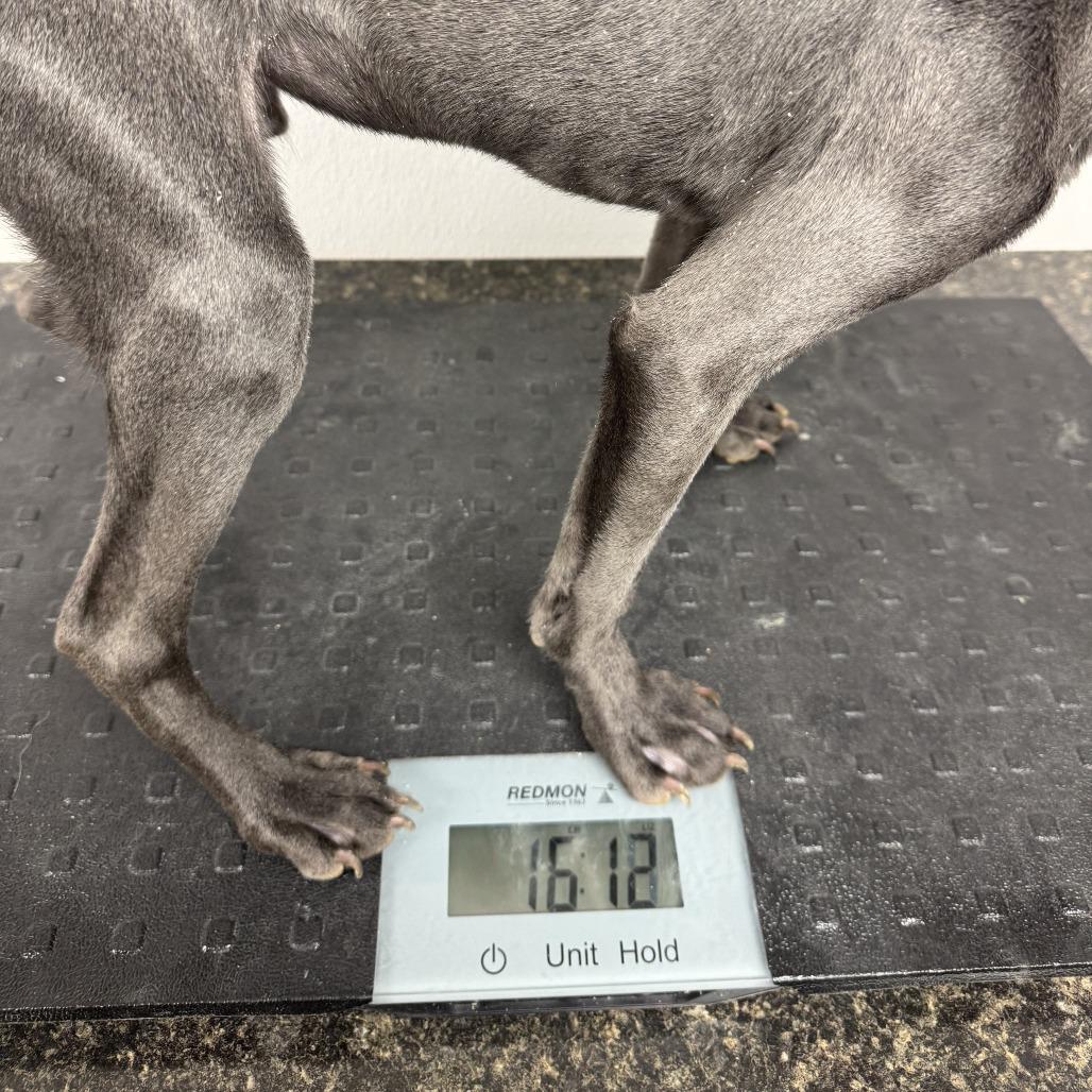 Enlarge Milo, a Adoptable mixed breed in Shelbyville, IL image 4/6