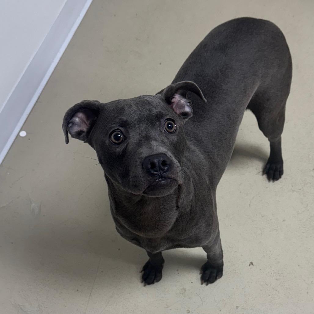 Enlarge Milo, a Adoptable mixed breed in Shelbyville, IL image 6/6