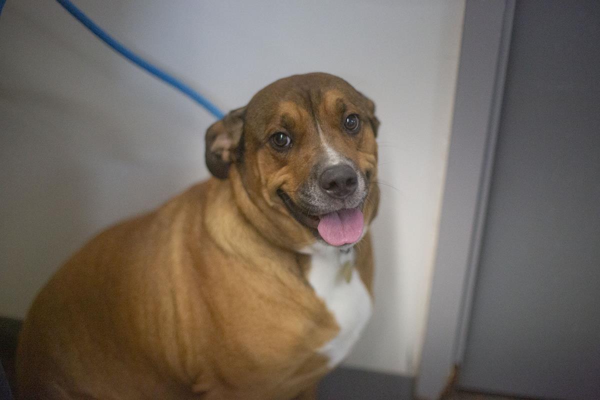 Enlarge Seraphina  (Sweet Heart), a Adoptable mixed breed in Mountain Home, AR image 1/1