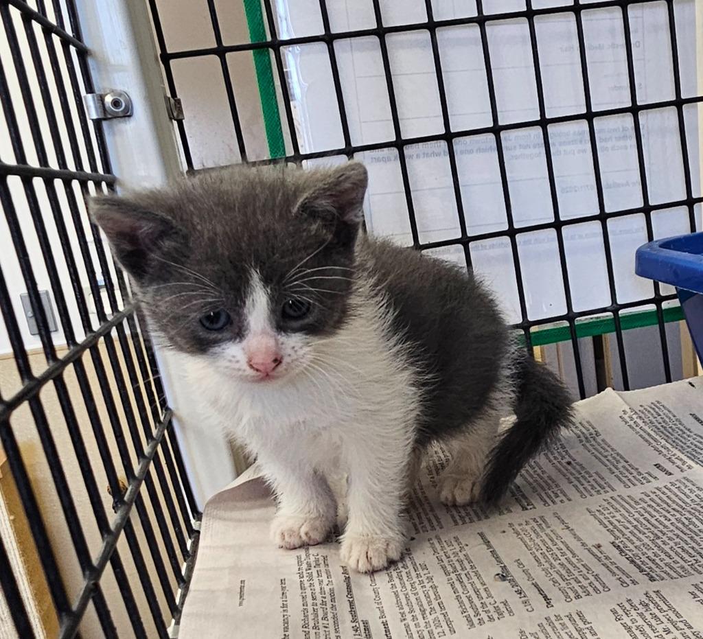 Kitten 2 feral mom, Adoptable, Kitten Male Domestic Medium Hair.