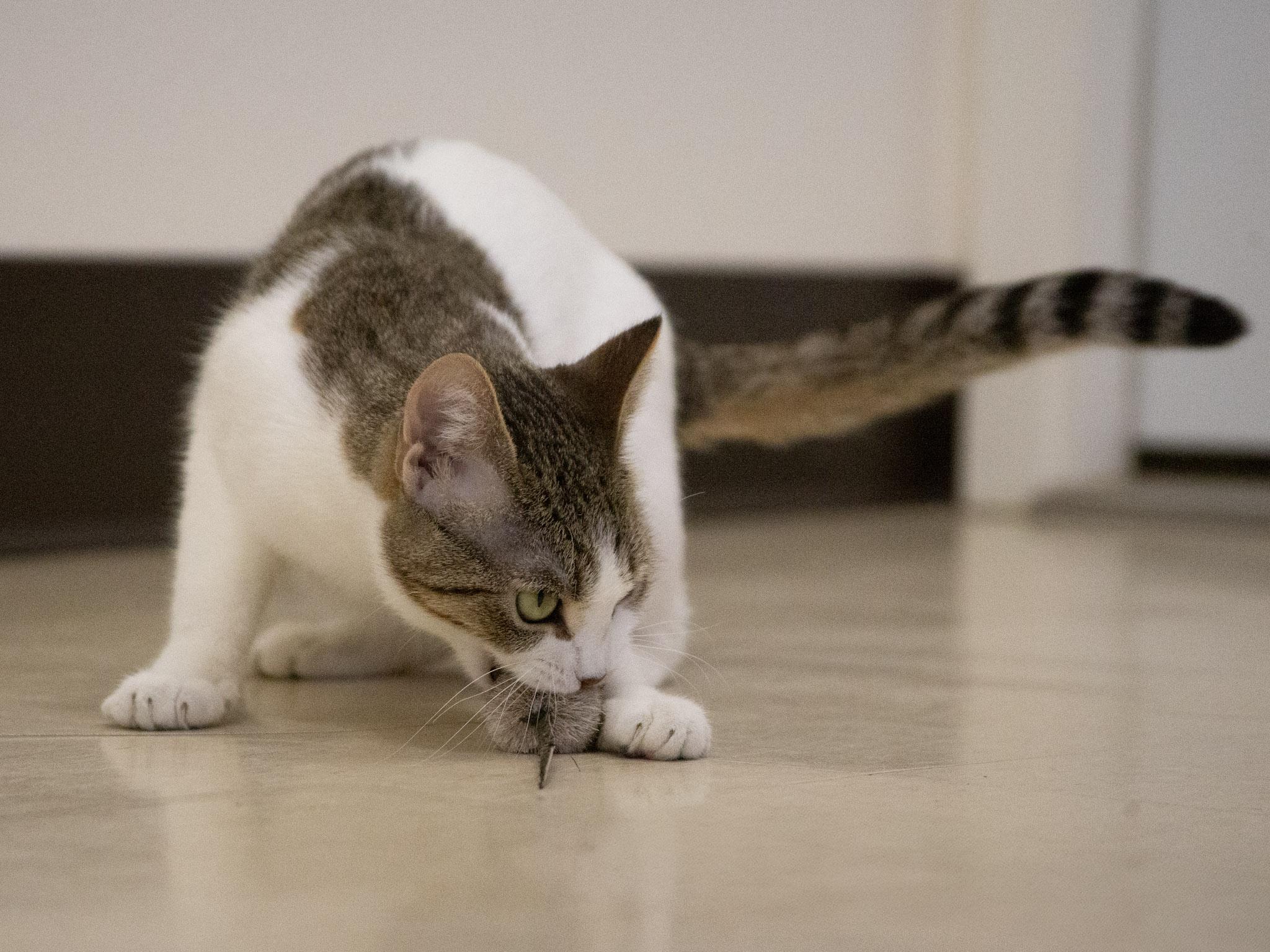 Lolly, adopted, Young Female Domestic Short Hair.