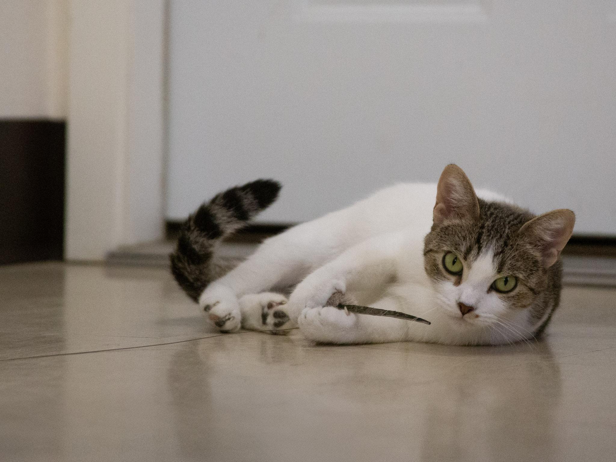 Enlarge Lolly, an adopted Domestic Short Hair in Red Wing, MN image 2/5