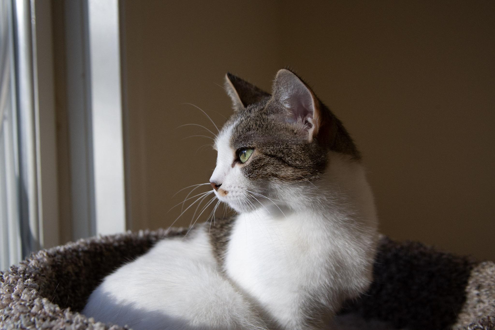 Enlarge Lolly, an adopted Domestic Short Hair in Red Wing, MN image 3/5