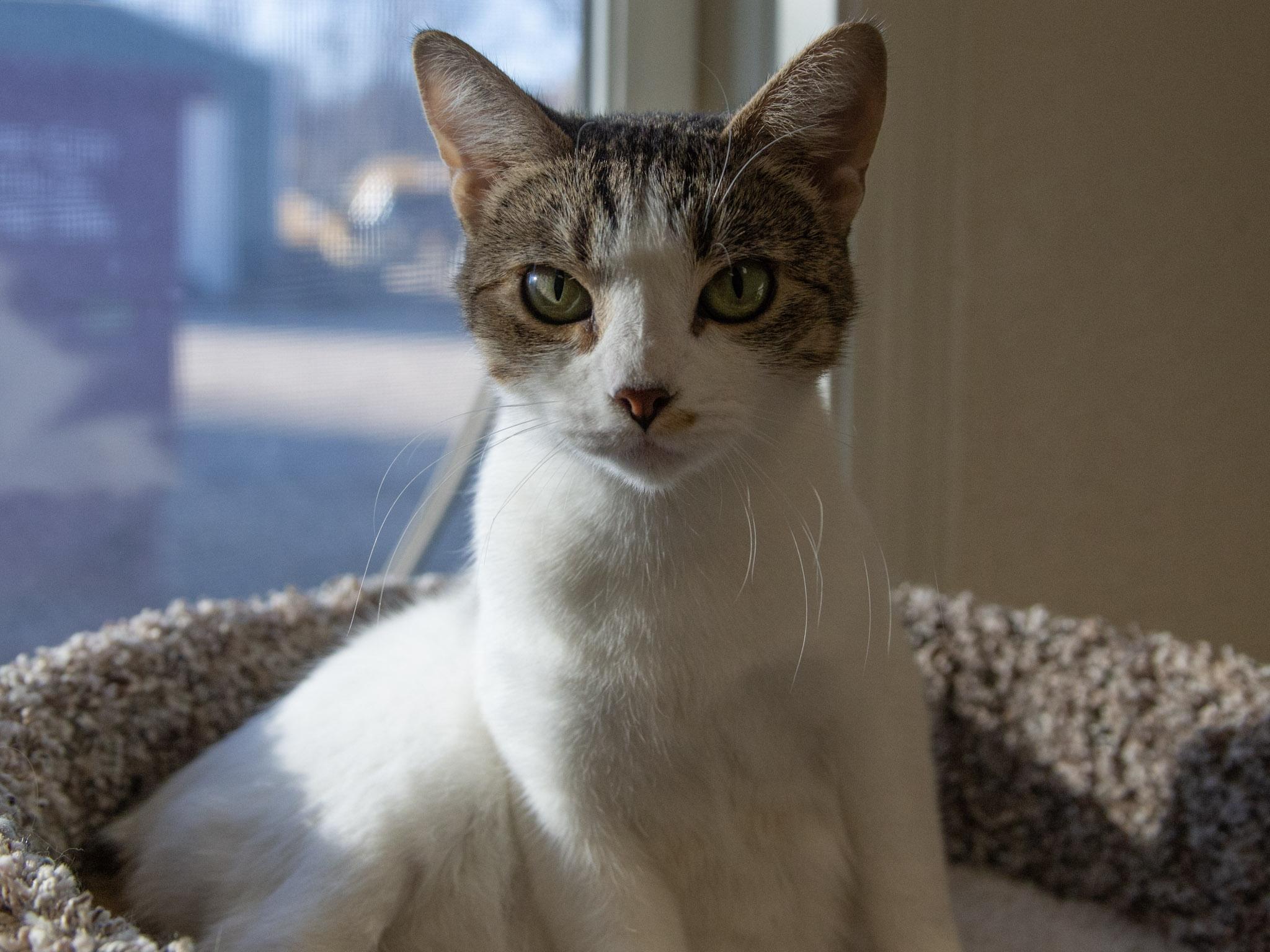 Enlarge Lolly, an adopted Domestic Short Hair in Red Wing, MN image 4/5