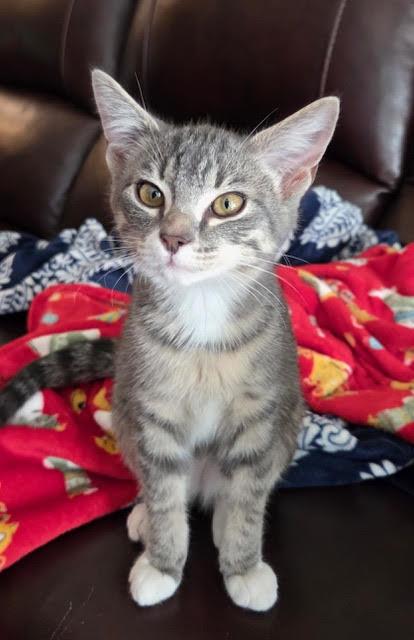 Enlarge Gandalf, a Adoptable Domestic Short Hair in Dripping Springs, TX image 1/1