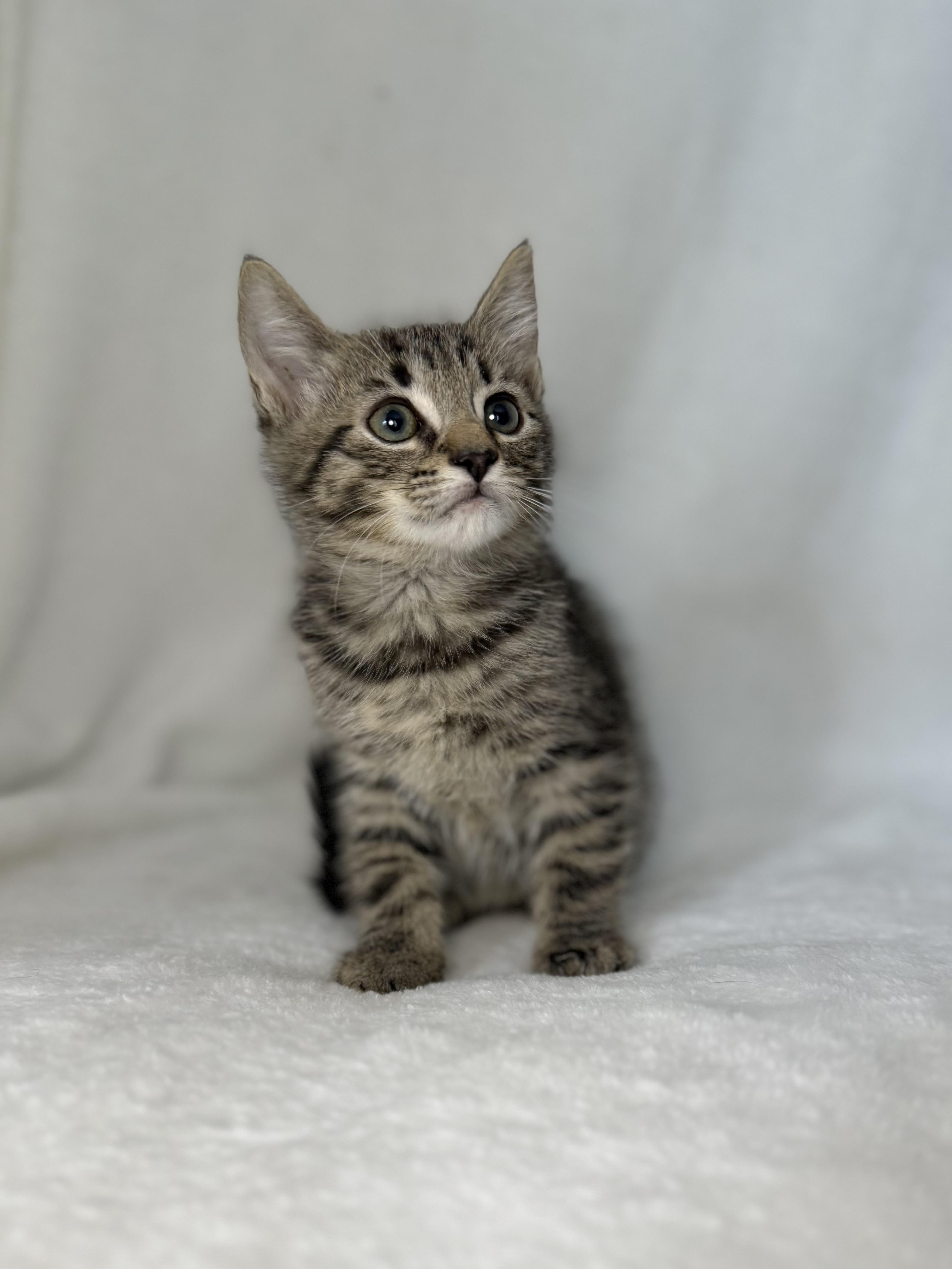 Enlarge Seeley, a Adoptable mixed breed in Greensboro, NC image 1/5