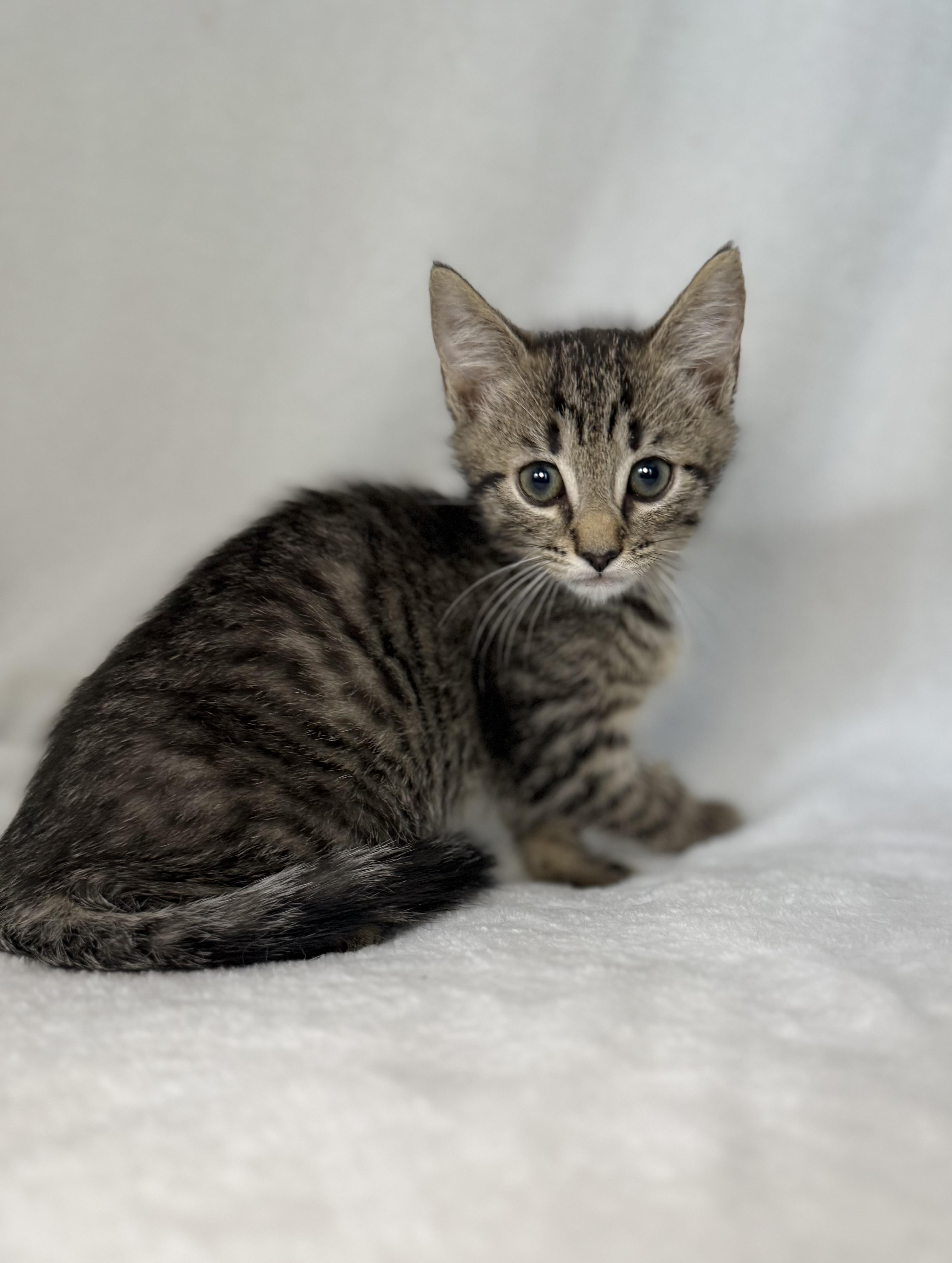 Enlarge Seeley, a Adoptable mixed breed in Greensboro, NC image 2/5