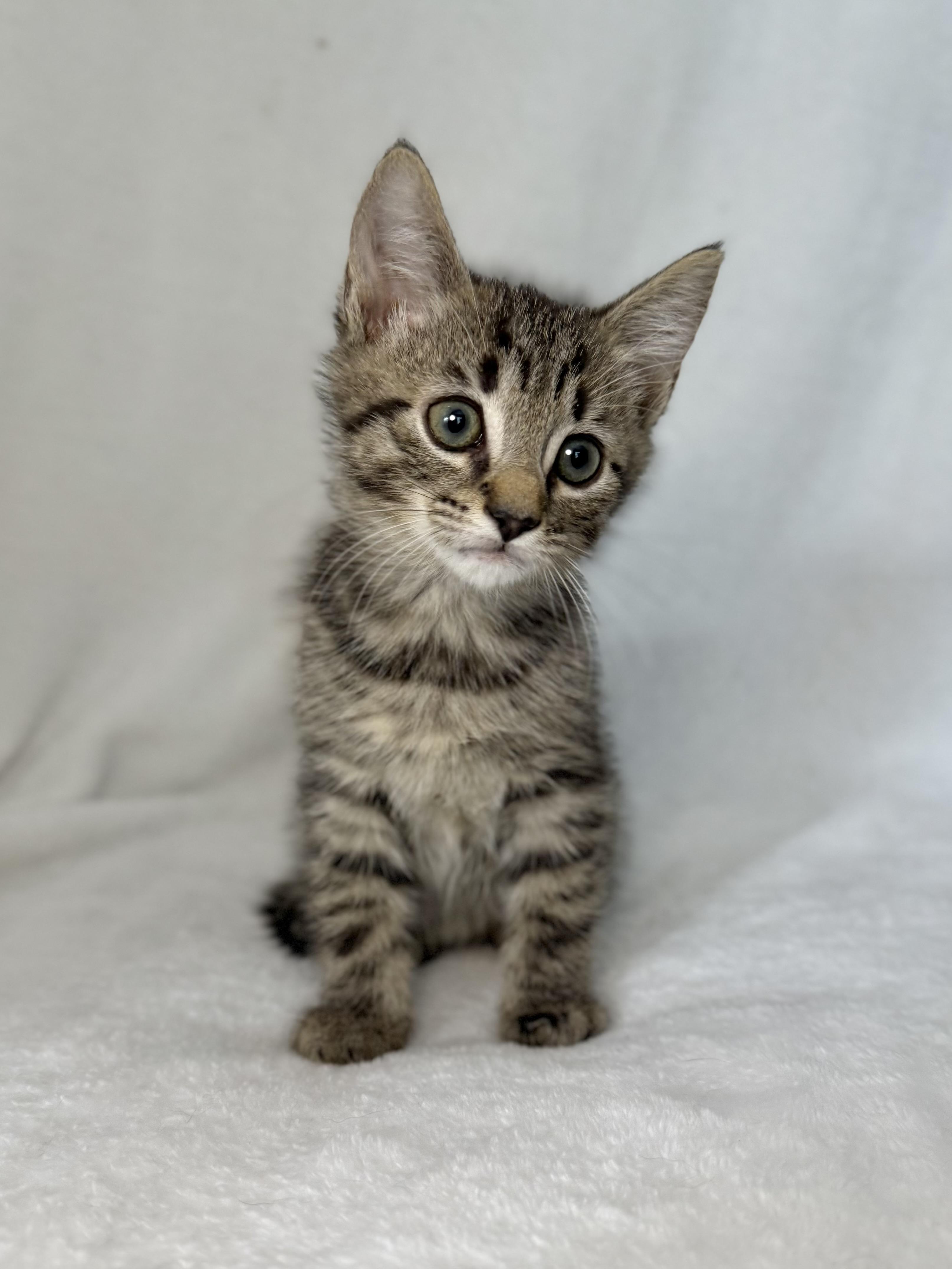 Enlarge Seeley, a Adoptable mixed breed in Greensboro, NC image 3/5