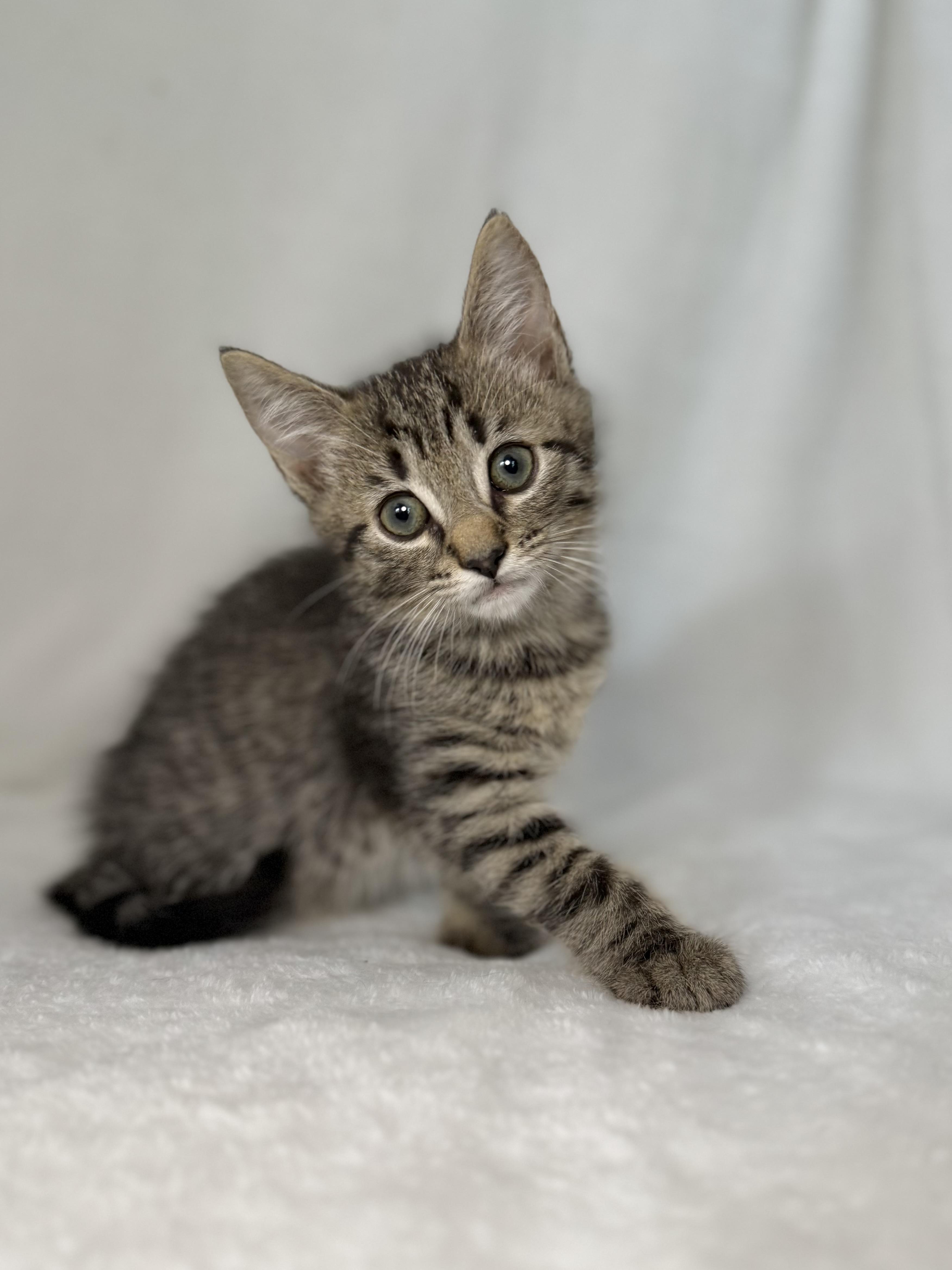 Enlarge Seeley, a Adoptable mixed breed in Greensboro, NC image 4/5