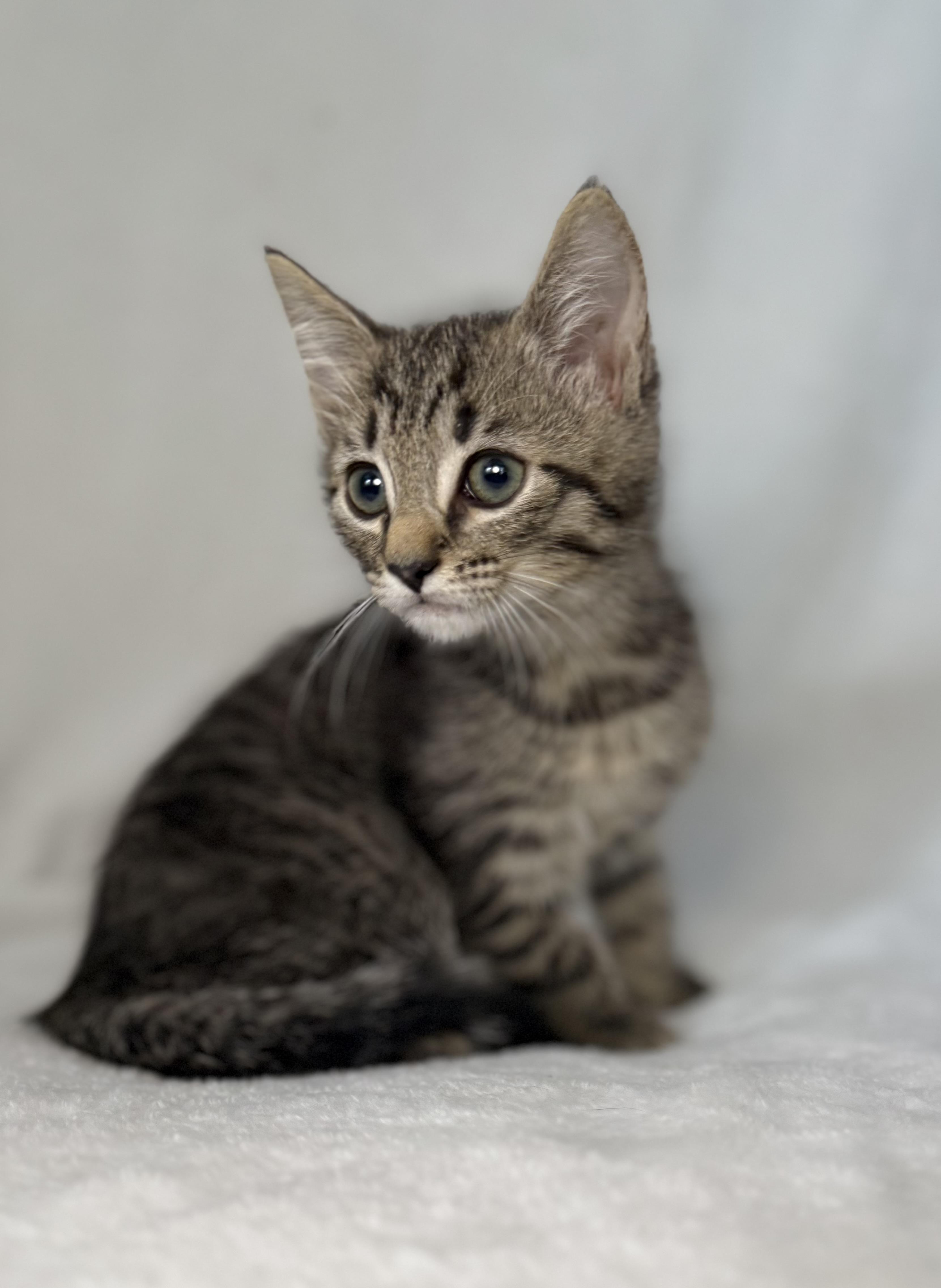 Enlarge Seeley, a Adoptable mixed breed in Greensboro, NC image 5/5