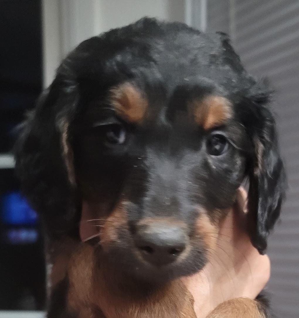 Luna, adoptable, Puppy Female Golden Retriever & Goldendoodle.