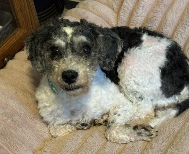 Enlarge Candy, an adopted mixed breed in Irmo, SC image 1/1