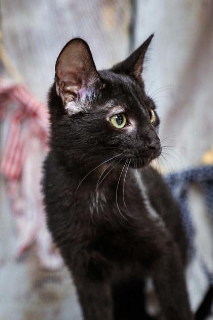Enlarge Ripley, a Adoptable mixed breed in Dothan, AL image 1/1
