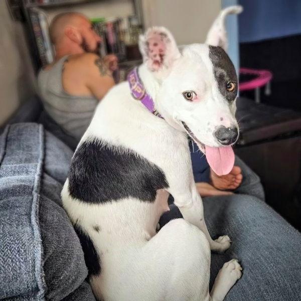 Marge, Adoptable, Young Female Pit Bull Terrier.