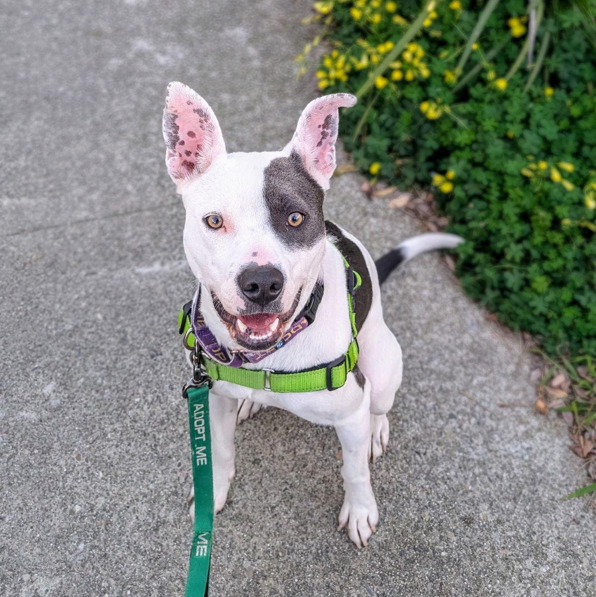 Enlarge Marge, a Adoptable Pit Bull Terrier in Oakland, CA image 1/3