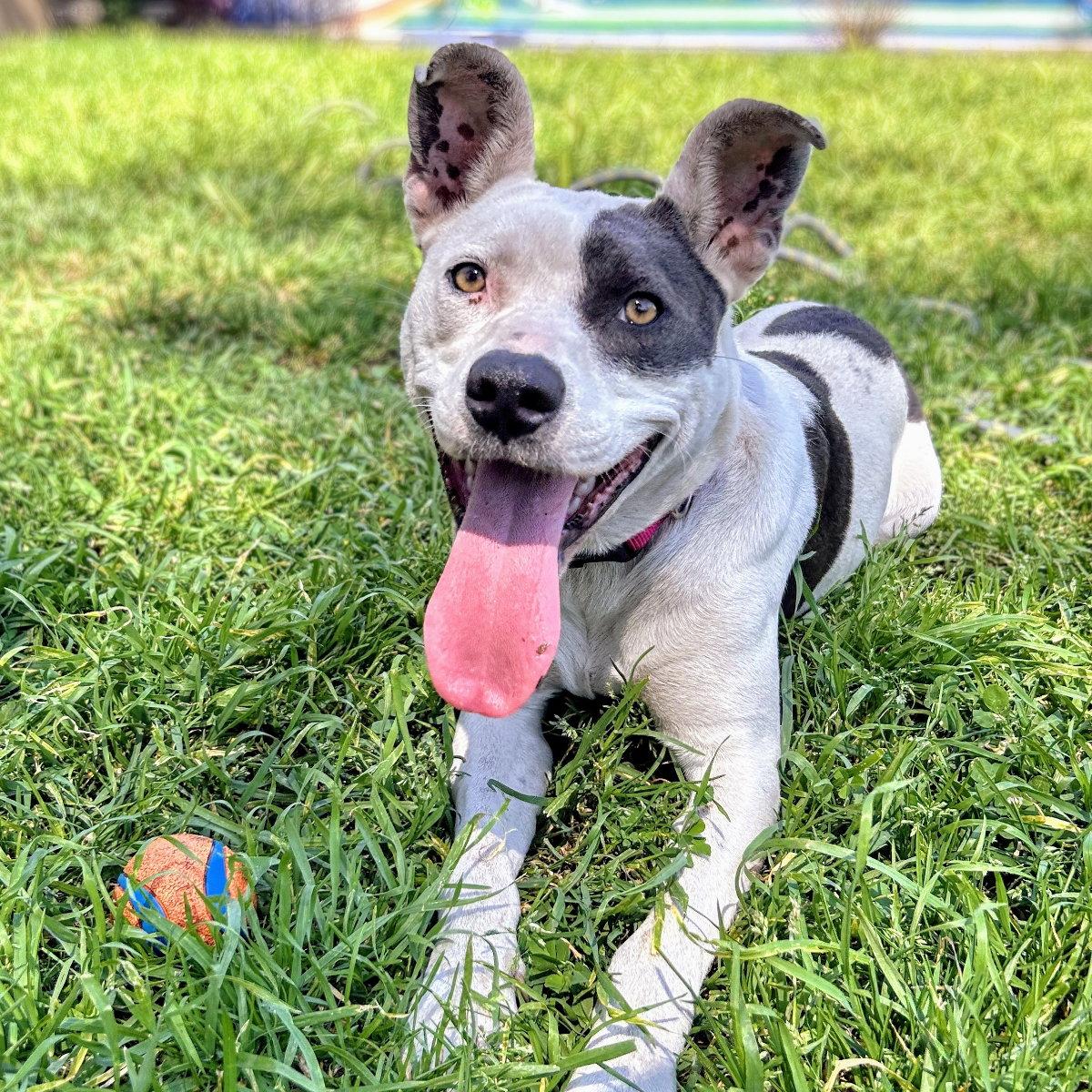 Enlarge Marge, a Adoptable Pit Bull Terrier in Oakland, CA image 2/3