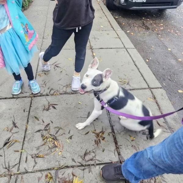 Marge, a Adoptable Pit Bull Terrier in Oakland, CA image 2/3