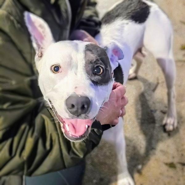 Marge, a Adoptable Pit Bull Terrier in Oakland, CA image 3/3