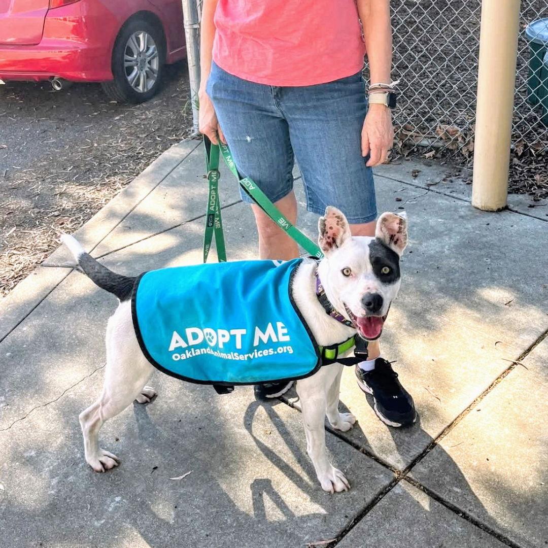 Enlarge Marge, a Adoptable Pit Bull Terrier in Oakland, CA image 3/3