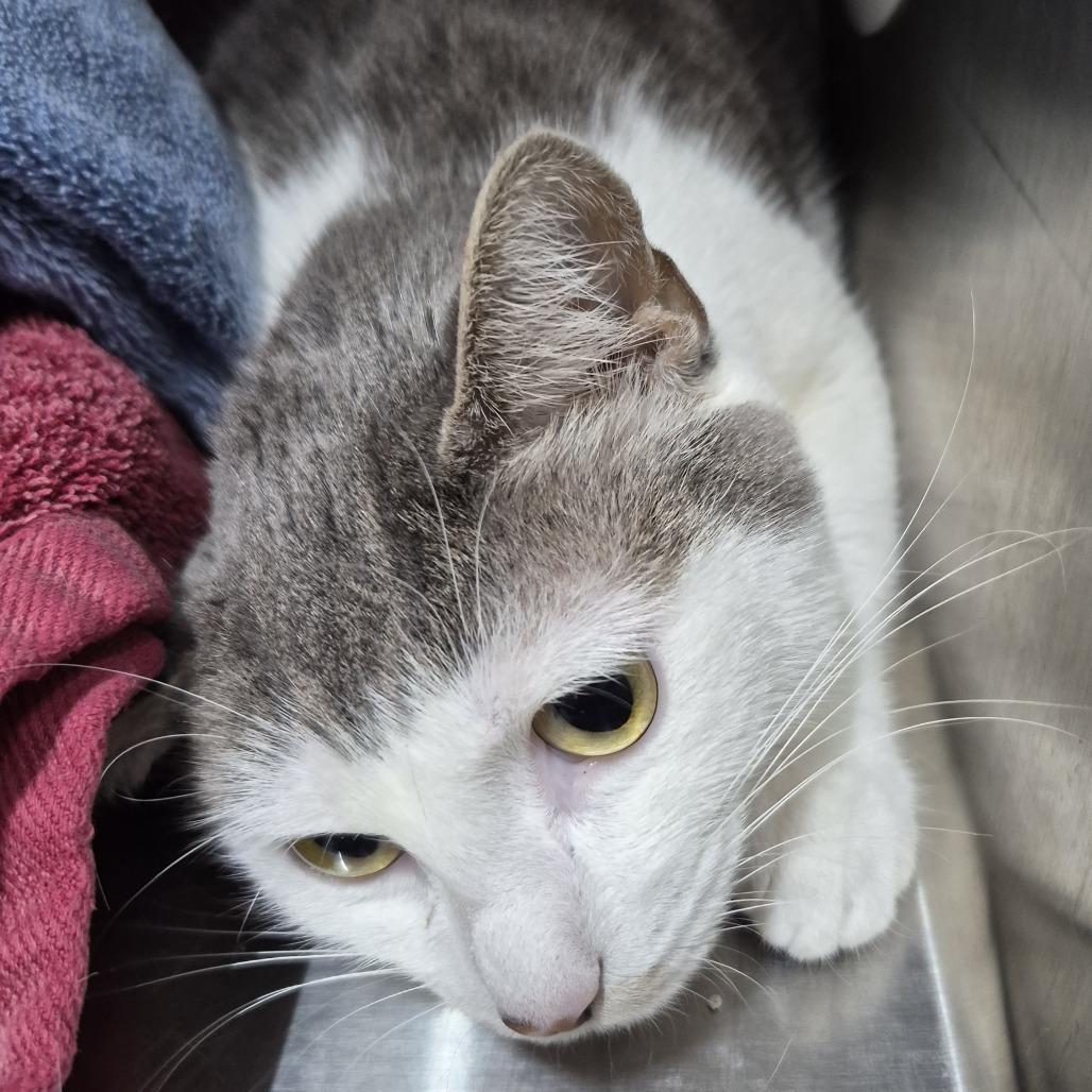 Carly EC, Adoptable, Adult Female Domestic Short Hair.
