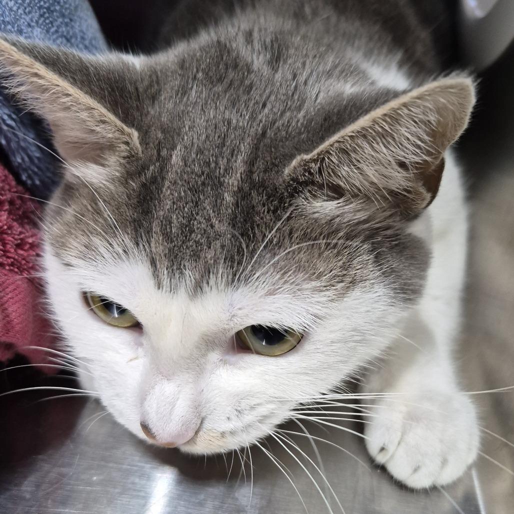 Enlarge Carly EC, a Adoptable Domestic Short Hair in Natick, MA image 2/2