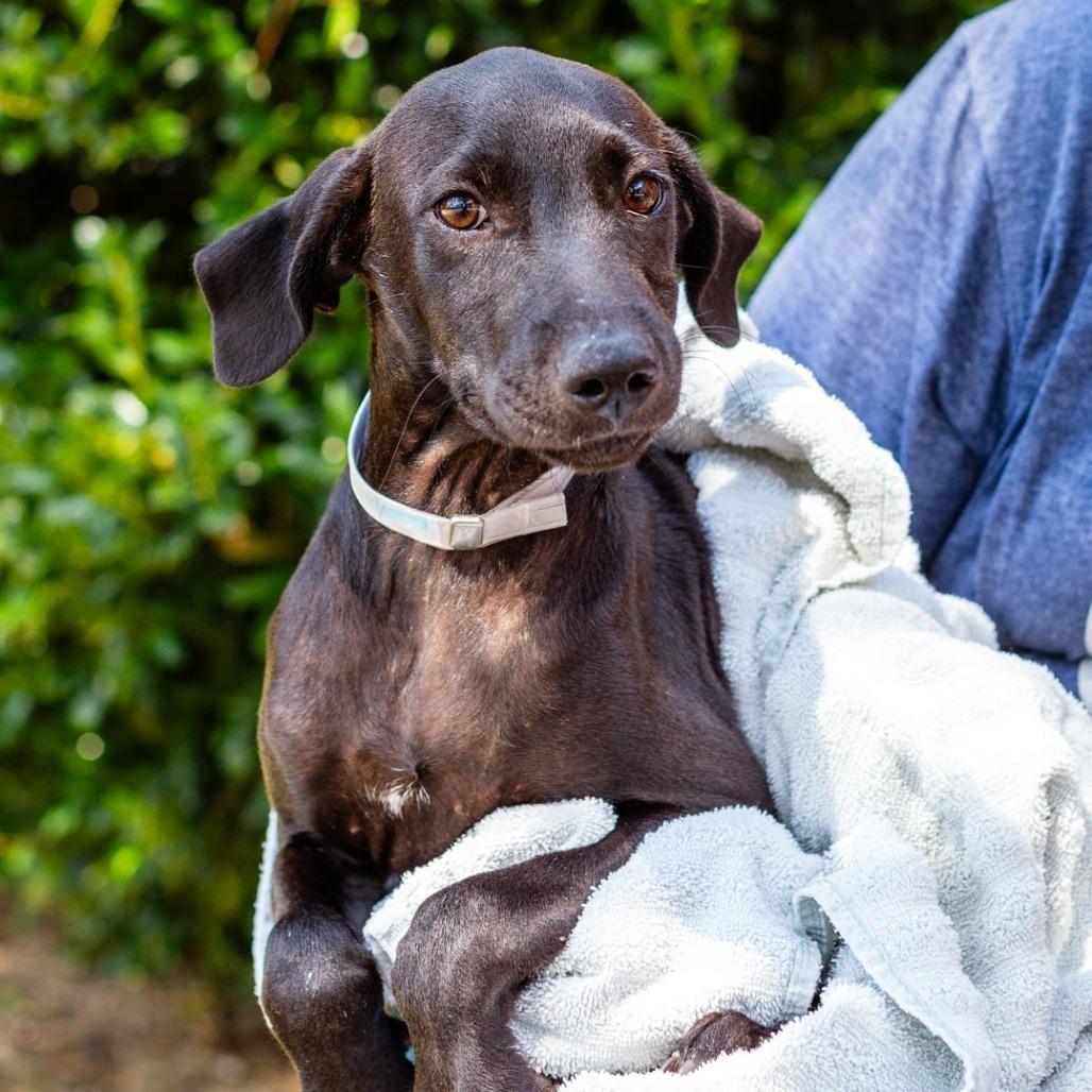 Nicky, Adoptable, Young Male Labrador Retriever & Mixed Breed.