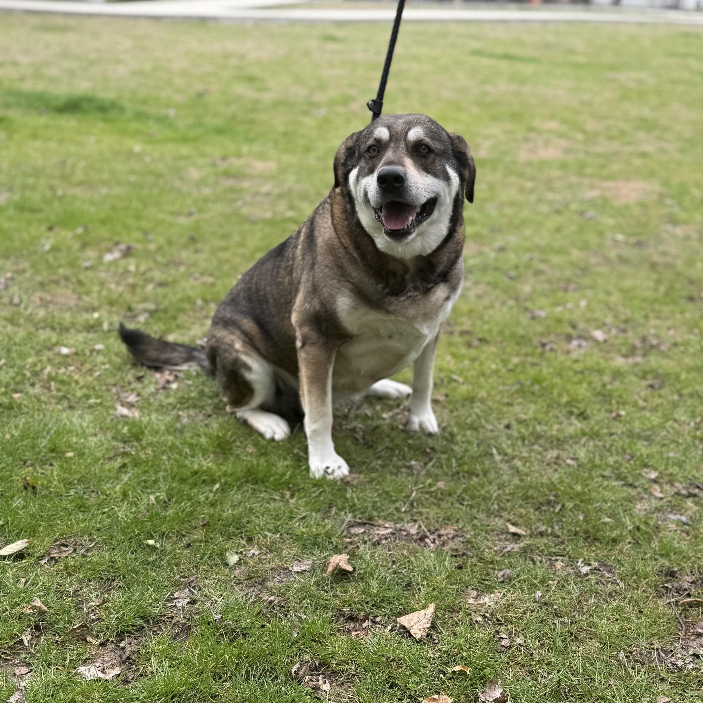 Harley, ADOPTABLE, Senior Male Mountain Cur & Hound.