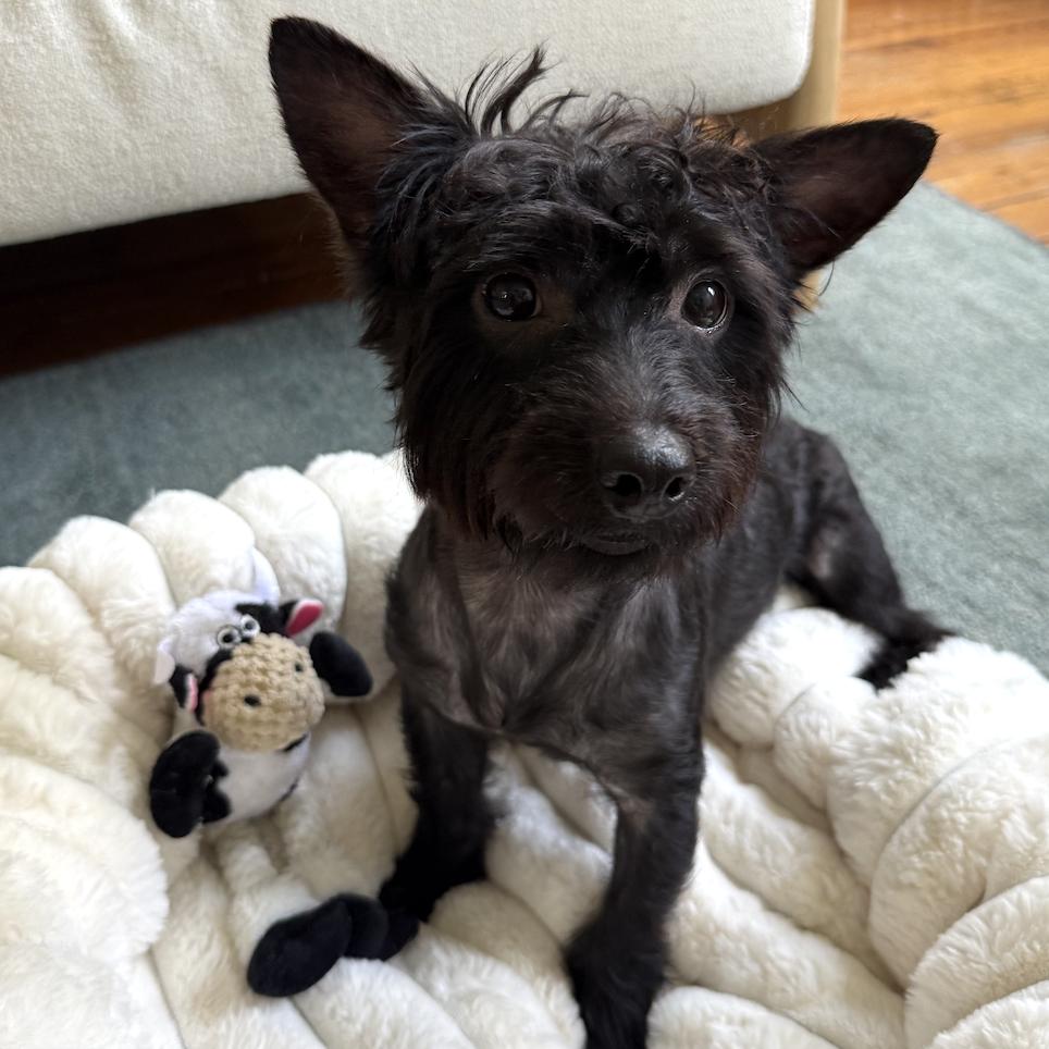 Enlarge Conrad, a ADOPTABLE mixed breed in Brooklyn, NY image 4/5