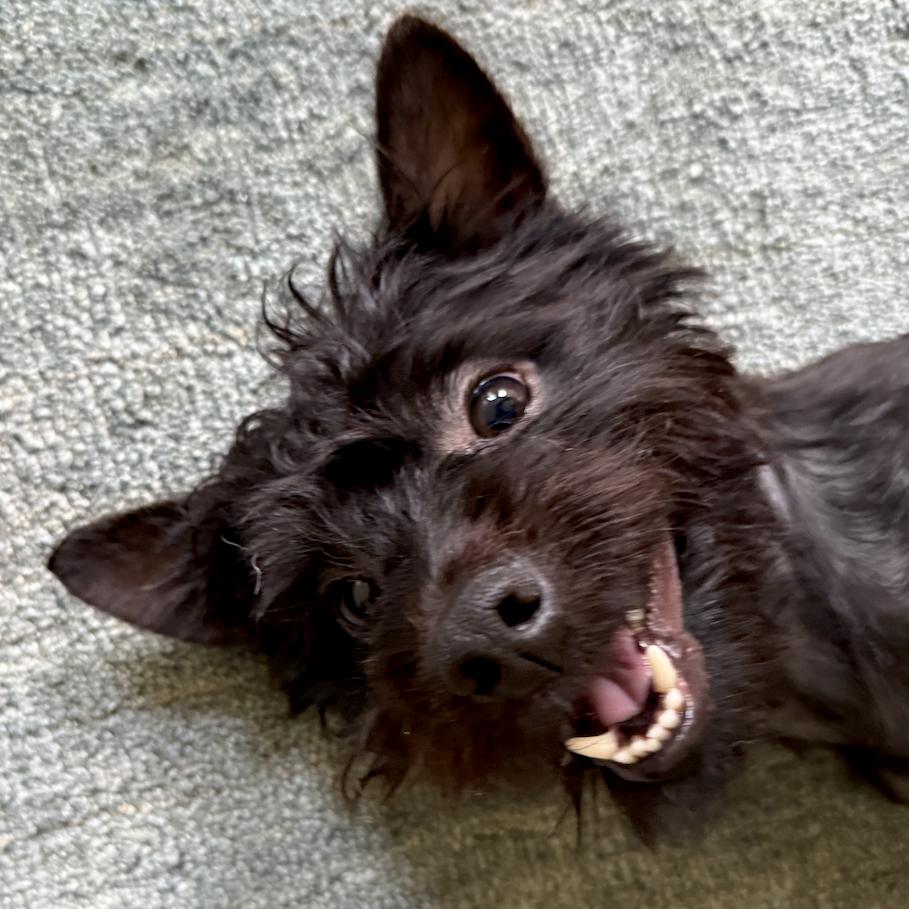 Enlarge Conrad, a ADOPTABLE mixed breed in Brooklyn, NY image 5/5