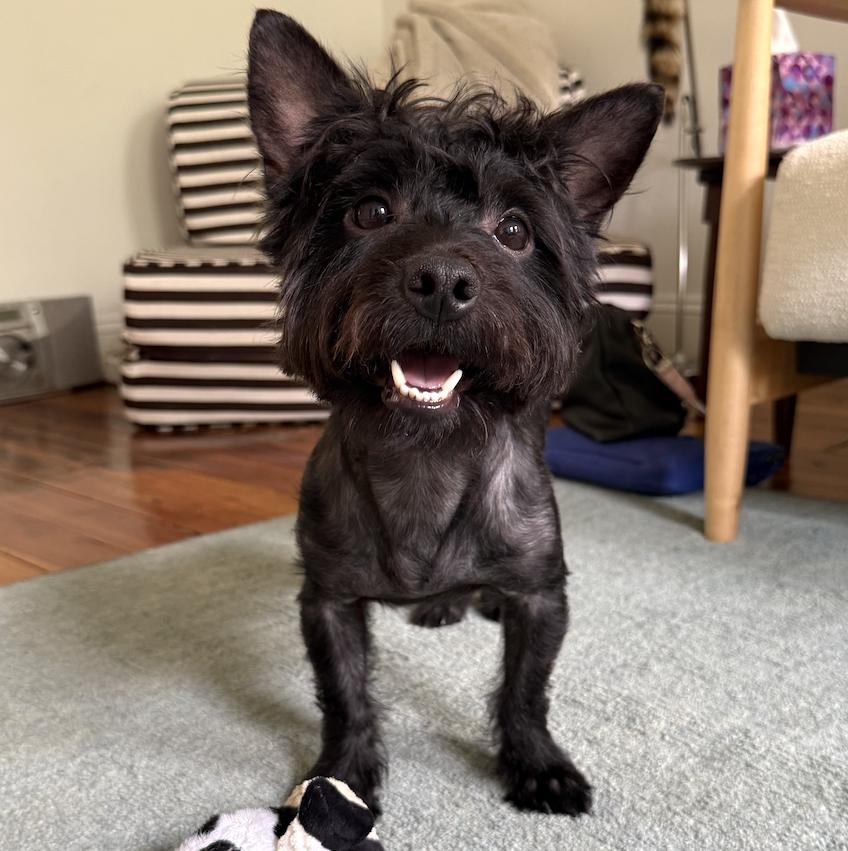 Enlarge Conrad, a ADOPTABLE mixed breed in Brooklyn, NY image 1/5