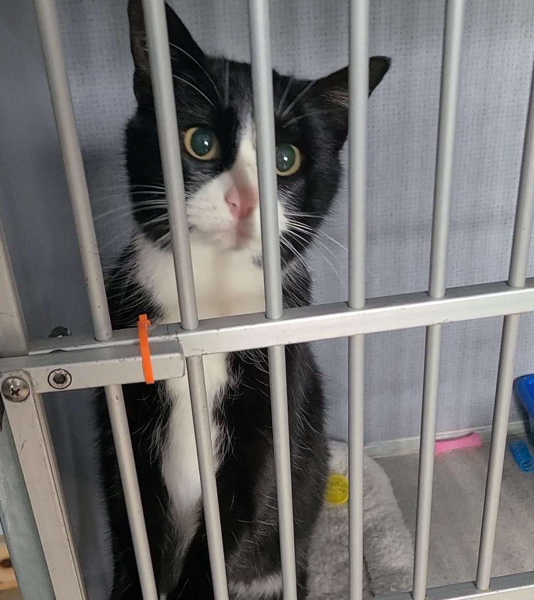 Enlarge Luna, a Adoptable Domestic Medium Hair in Russellville, KY image 1/1