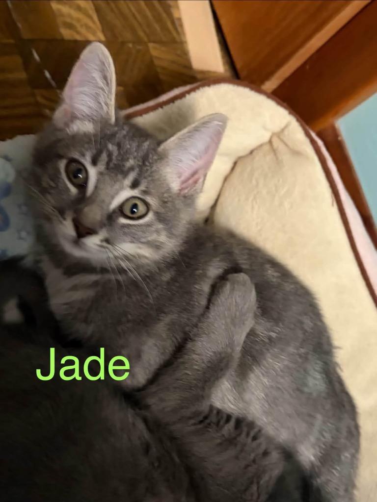 Jade - Green photo