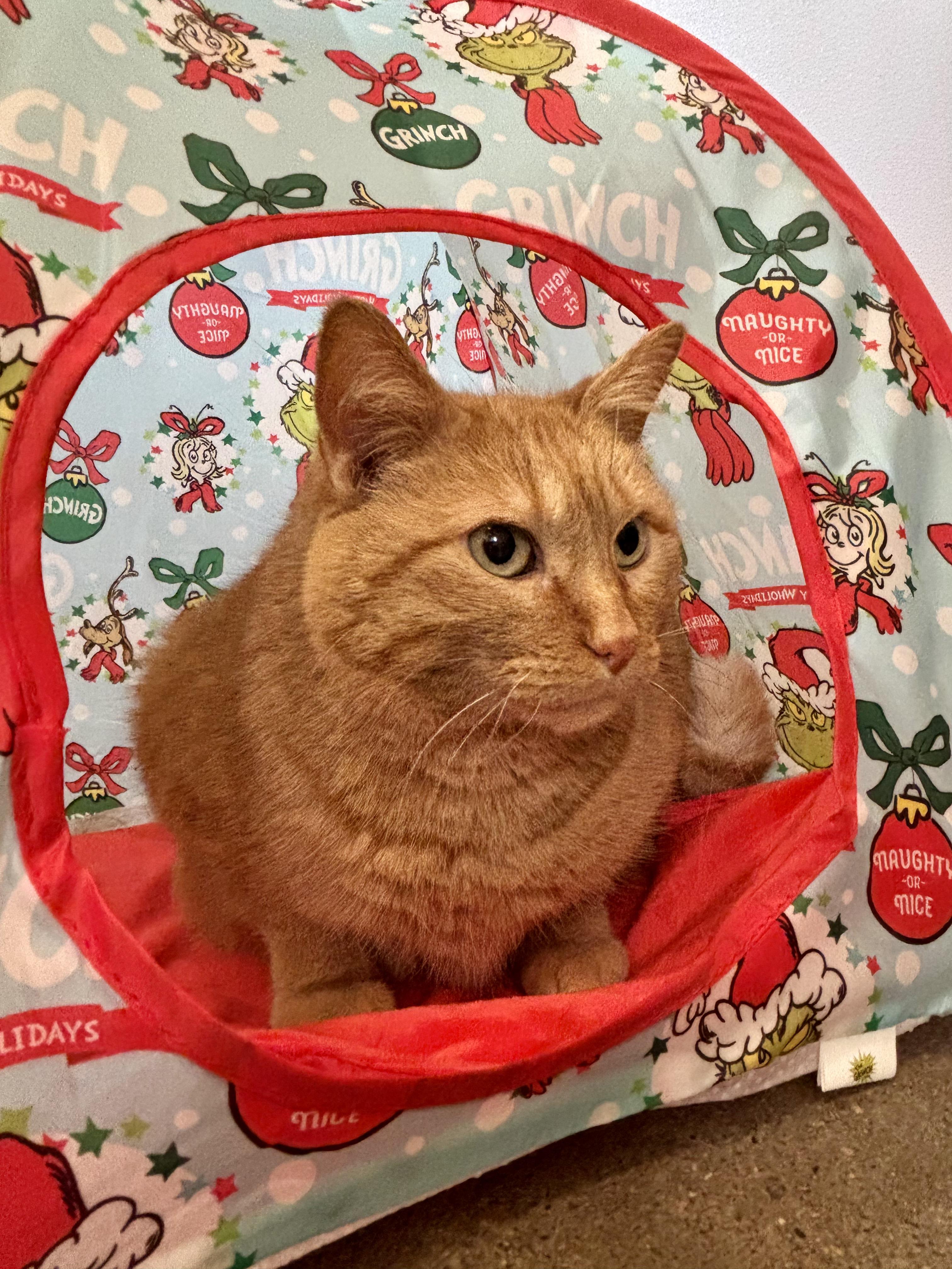 Enlarge Sunny, a ADOPTABLE Domestic Short Hair in Shenandoah, IA image 1/3