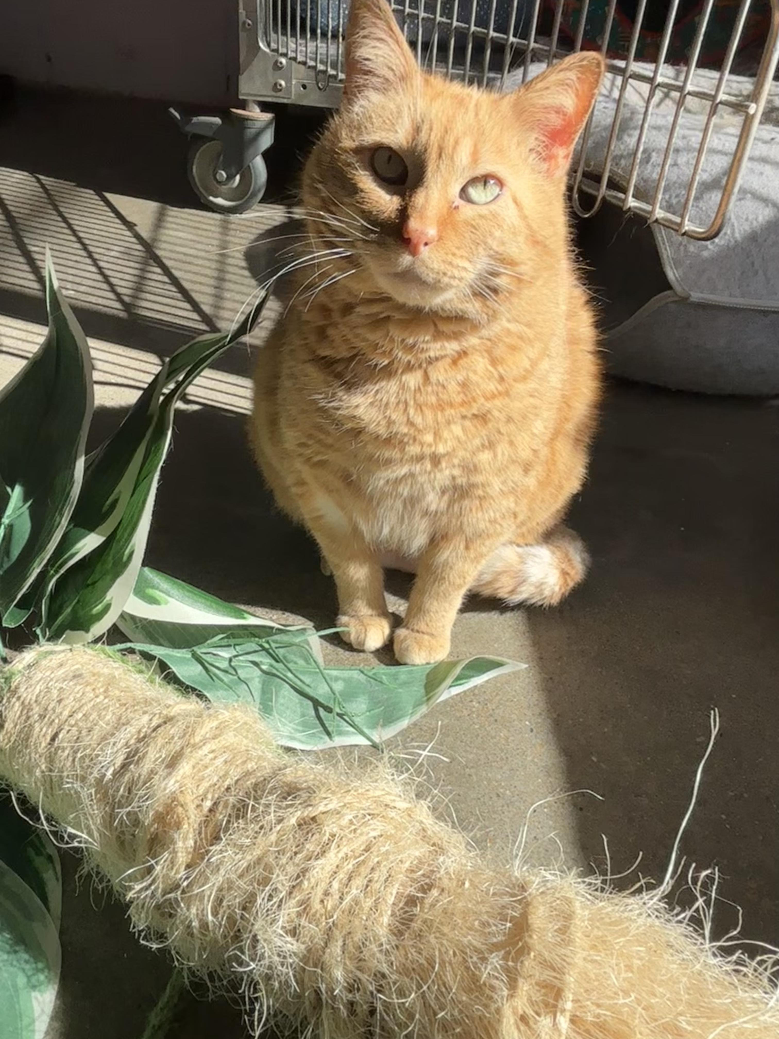 Enlarge Sunny, a ADOPTABLE Domestic Short Hair in Shenandoah, IA image 3/3