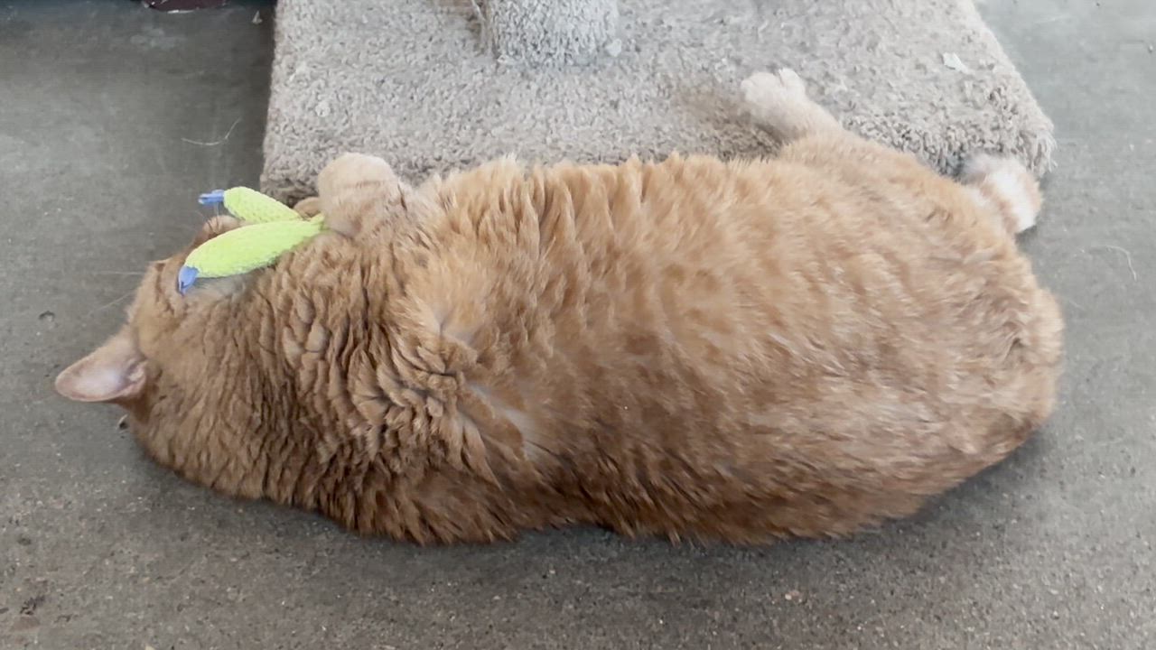 Enlarge Sunny, a ADOPTABLE Domestic Short Hair in Shenandoah, IA video 2/3