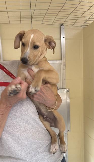 Enlarge ERLING HAALAND, a Adoptable mixed breed in Brewster, MA image 1/1