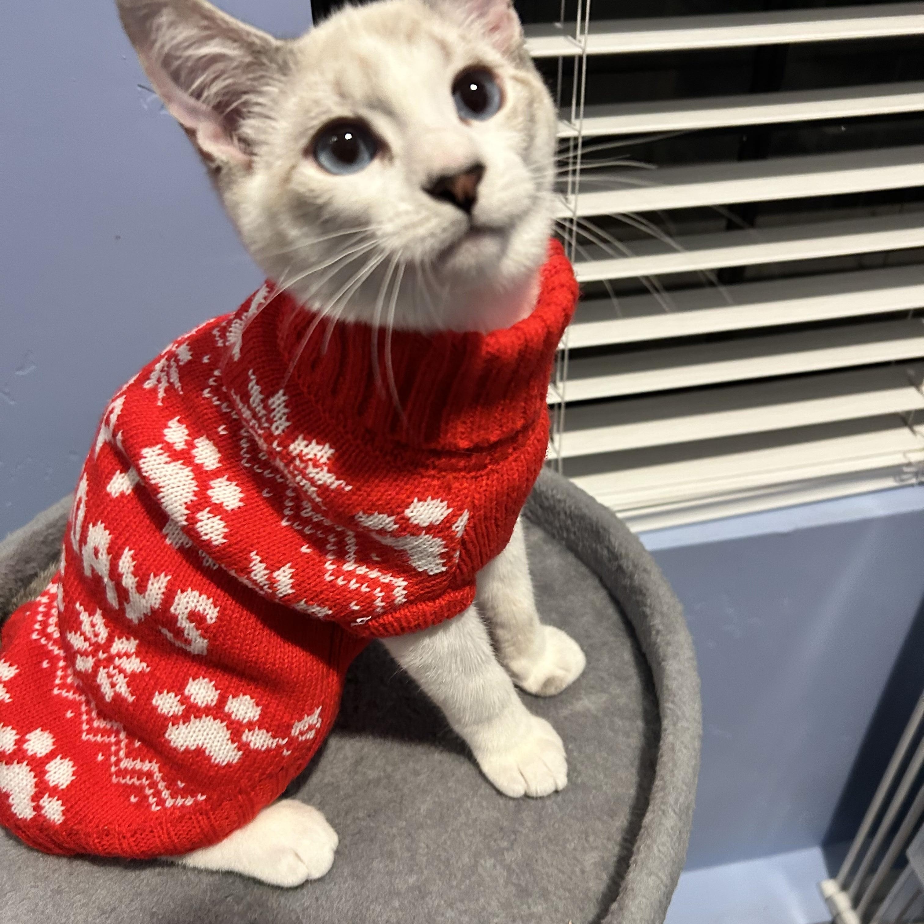 Kulfi, an adopted Domestic Short Hair in Davis, CA image 2/5