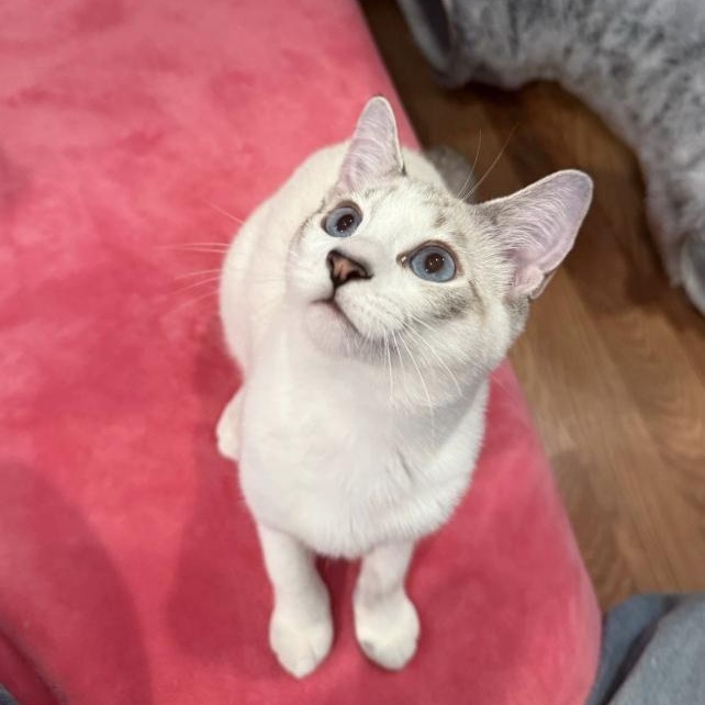 Kulfi, adopted, Young Female Domestic Short Hair.