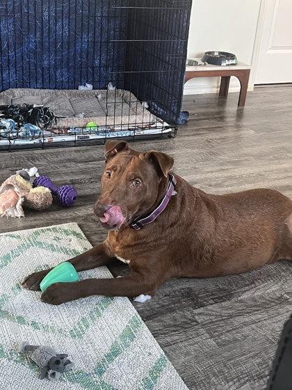 Hunky Chocolate Boy, Adoptable, Adult Male Labrador Retriever & Mixed Breed.