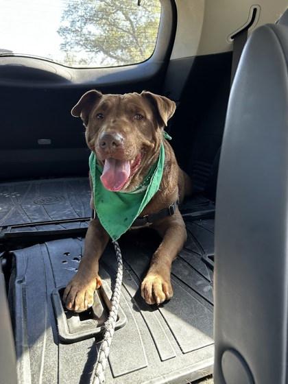 Enlarge Hunky Chocolate Boy, a Adoptable mixed breed in San Marcos, TX image 2/3