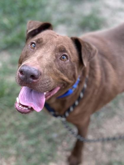Enlarge Hunky Chocolate Boy, a Adoptable mixed breed in San Marcos, TX image 3/3