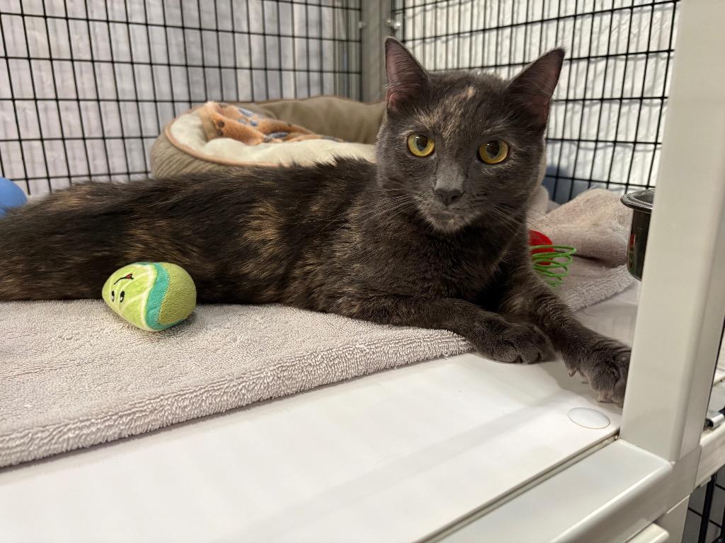 Anne, Adoptable, Young Female Domestic Short Hair.