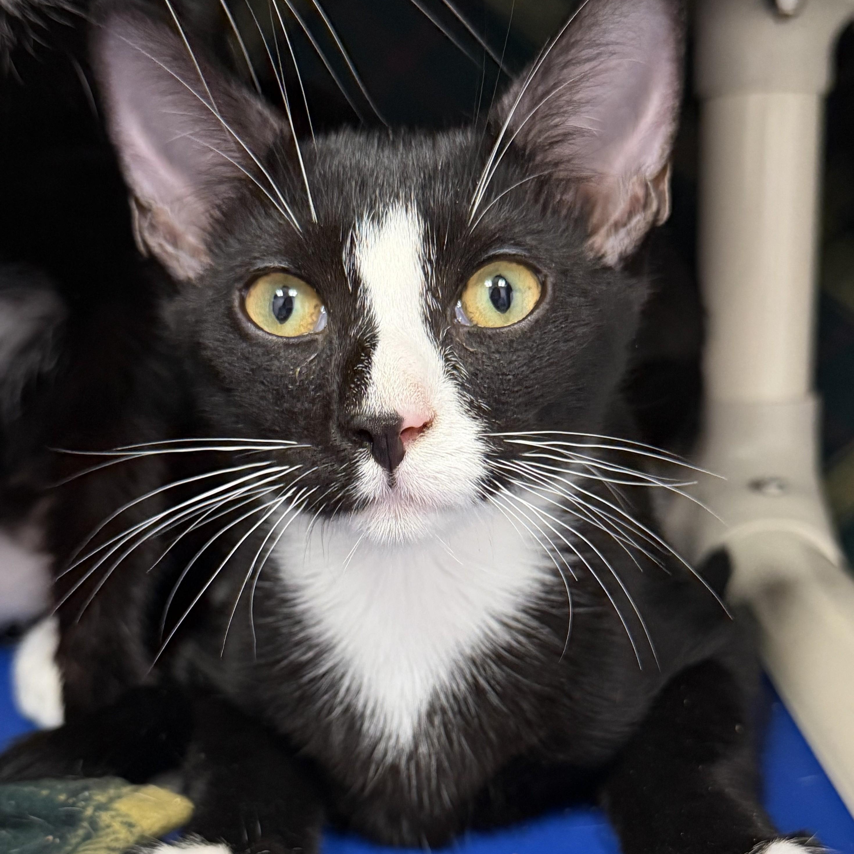 Enlarge Fallon, an adopted Domestic Short Hair in Cooperstown, NY image 1/1