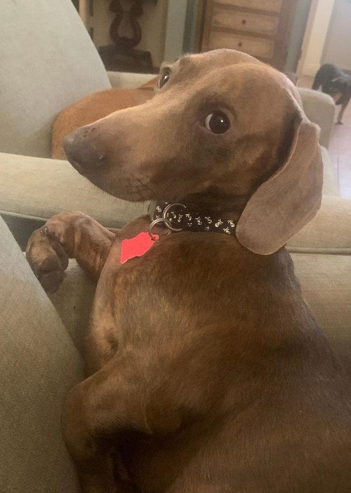 Bosley, Adopted, Young Male Dachshund.