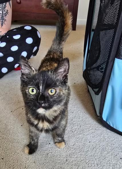 Enlarge Turtle, a Adoptable Domestic Short Hair in Chesapeake Beach, MD image 4/4