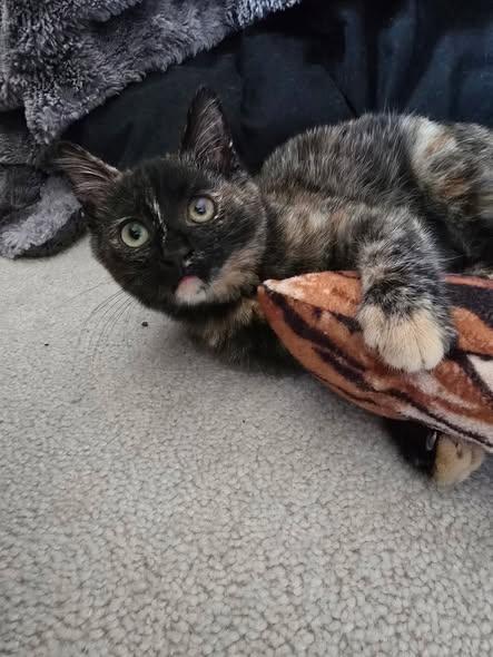 Enlarge Turtle, a Adoptable Domestic Short Hair in Chesapeake Beach, MD image 2/4