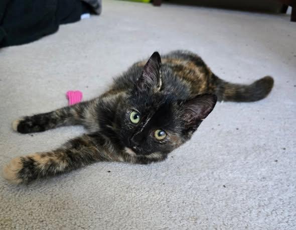 Enlarge Turtle, a Adoptable Domestic Short Hair in Chesapeake Beach, MD image 1/4